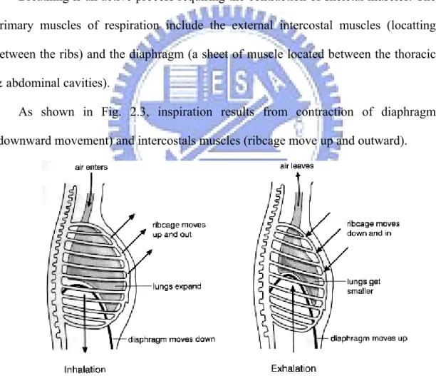 Fig. 2.3 Mechanics of inhalation (inspiration) and exhalation (expiration) 