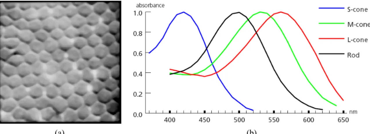 Figure 4-1.  The biological structure of the photoreceptors in the fovea of a mammalian, where (a)  represents the photoreceptor group in a fovea and (b) represents that the  photoreceptors can be classified according to the stimulation they react to [1]