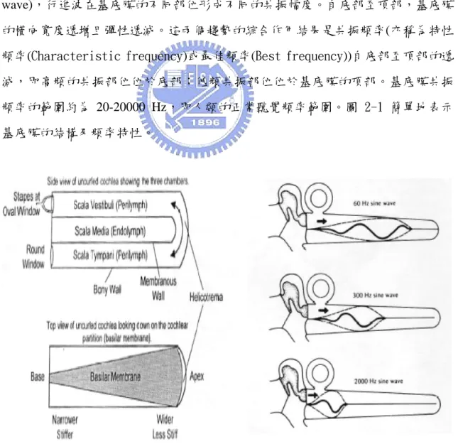 圖 2-1：基底膜在耳蝸中的分佈及對於不同頻率弦波的共振反應 