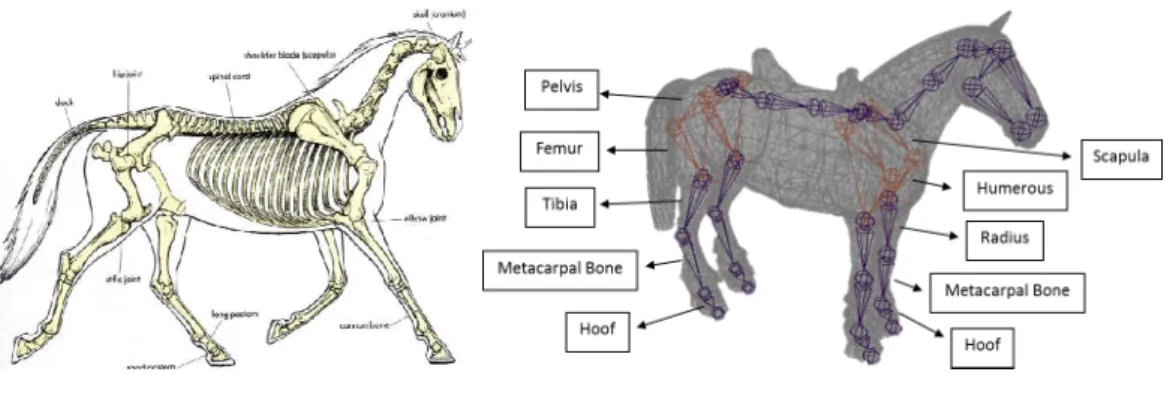 Figure 3.2: Create a 3D horse skeleton in MAYA
