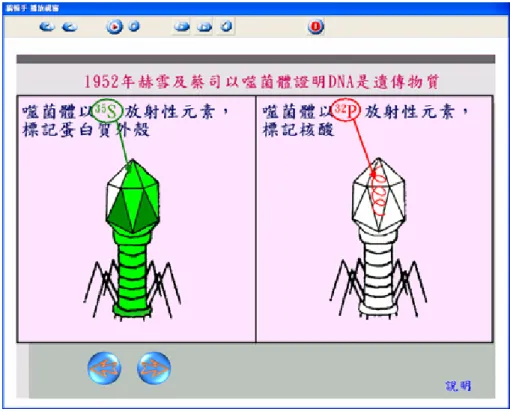 圖 16 赫雪及蔡司編輯手播放畫面 2/5  赫雪及蔡司的噬菌體實驗，其中共包含了 5 個主要畫面，每個畫面都有往上或往下 播放鈕，學習者由其中清晰的噬菌體圖片，配以適當的文字，學習者可由下方的按鈕進 行播放整個動畫，可往下或往上學習，學習者能依據自己的學習步調學習。結合了適當 的圖片、文字與聲音，生動有趣的學習畫面，更能引起學習動機，達成情境教學，藉由 同一畫面的對比，可讓學生清楚了解赫雪及蔡司於實驗中，用放射性元素標記噬菌體的 位置，以證明遺傳物為核酸。 