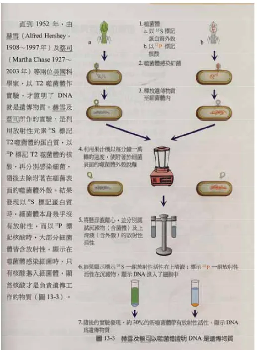 圖 17 傳統教材-赫雪及蔡司噬菌體實驗 