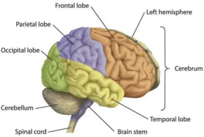 Figure 1.1: Main structures of the human brain. There are three parts, which are the cere- cere-brum, cerebellum, and brain stem