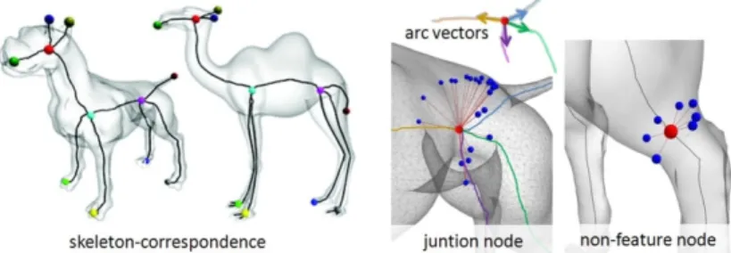 Fig. 1. Top row: two skeletons and their skeleton correspondence (color coded). Bottom row: skeleton-mesh  correspondence