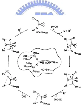 圖 1-3 、Alkaline phosphatase 水解 DNA 之機制