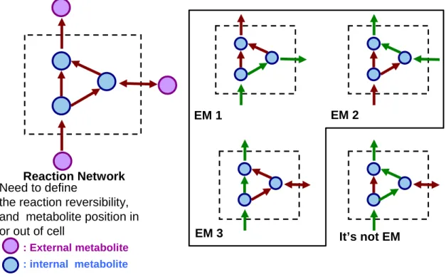 Figure 2.2 Simple example of a biochemical network of elementary flux modes (O.Palsson ,systems  biology :properties of reconstructed networks)