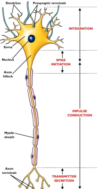 Fig. 1.3  The biological model of a neuron cell which contains the cell body (nucleus) and the  I/O terminals of dendrites and axon terminals