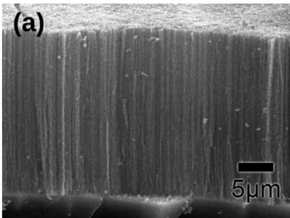 Fig. 4.2 TEM image of the carbon nanotube; (a) the fish bone body and (b) the catalyst  on the tip