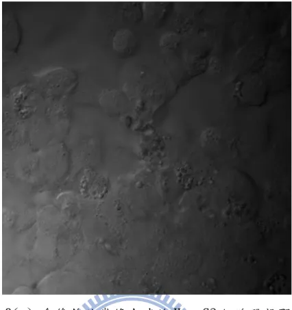 圖 4.8(a) 含修飾孔雀綠金球的 Hep G2 細胞明視野影像 