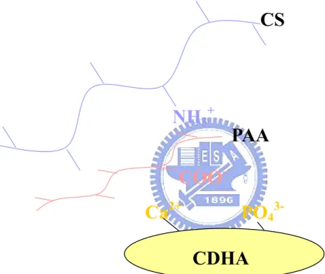 圖 4-33. 示意圖二  NH 3 + CS CDHAPO43-Ca2+ PAA COO- 
