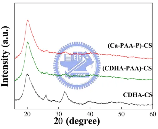 圖 4-21. 固定 CS/CDHA/PAA 含量，不同 CDHA/PAA 製程之 XRD 2030405060CDHA-CS(CDHA-PAA)-CS(Ca-PAA-P)-CSIntensity (a.u.)2θ (degree)