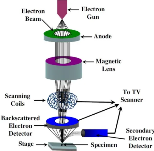 Figure 3-8 Schematic drawing of the basic principle of the SEM. 