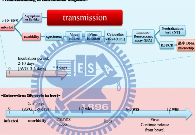 Figure 4 Comparison of time of clinical diagnosis and Enterovirus life cycle in host is  related to transmission speed