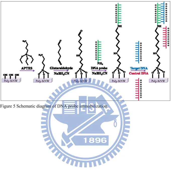 Figure 5 Schematic diagram of DNA probe immobilization.   