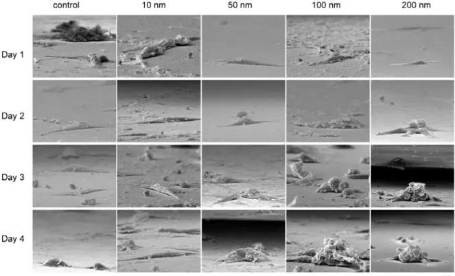 Figure 3. 4 Side-view image of cellular morphologies. 