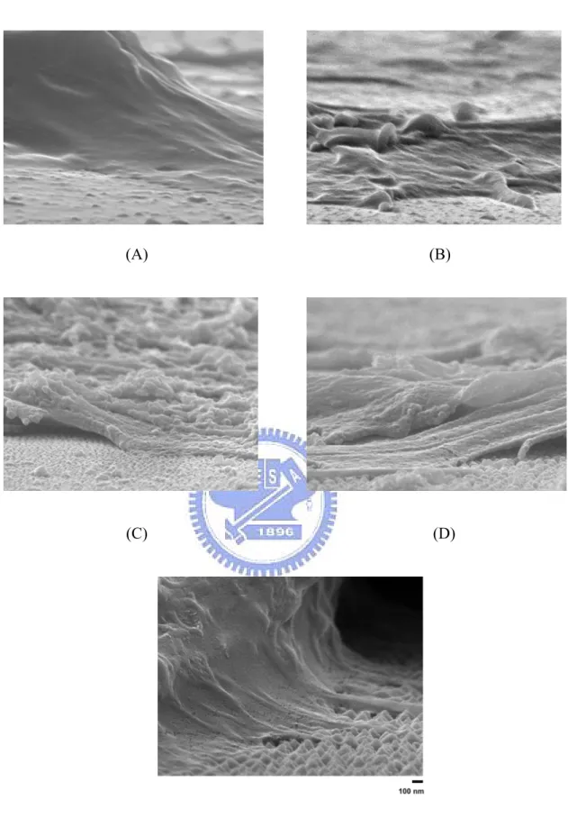 Figure 3. 7 The adhesion sites of cells culture  (B) 10 nm (Due to the  mitation of cross-section view, 10-nm nanodots couldn’t be viewed.) (C) 50 nm (D) 100 nm 