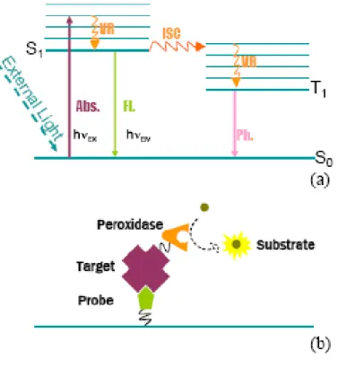 Figure 2.1. (a) A simple Jablonski diagram showing some important radiative and 