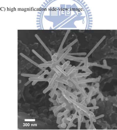 Figure 2.3 A cluster of urchin-like Ag NWs formed initially on a SPC electrode at 2  h