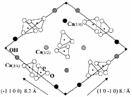 Figure 2-1 Structural model of hydroxyapatite with the [0001] as projection axis [16]