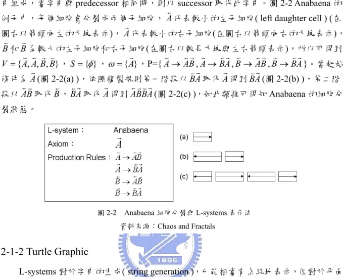 圖 2-2  Anabaena 細胞分裂與 L-systems 表示法  資料來源：Chaos and Fractals 