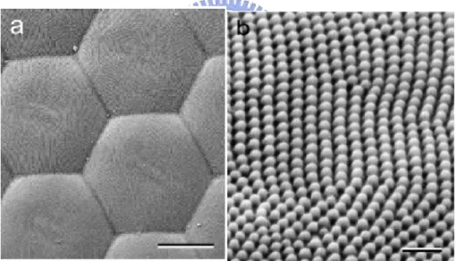 Figure 1-2 SEM micrographs of corneal nipple arrays of moth eyes. Scale bar (a) 10  μm (b) 500 nm  [8] 