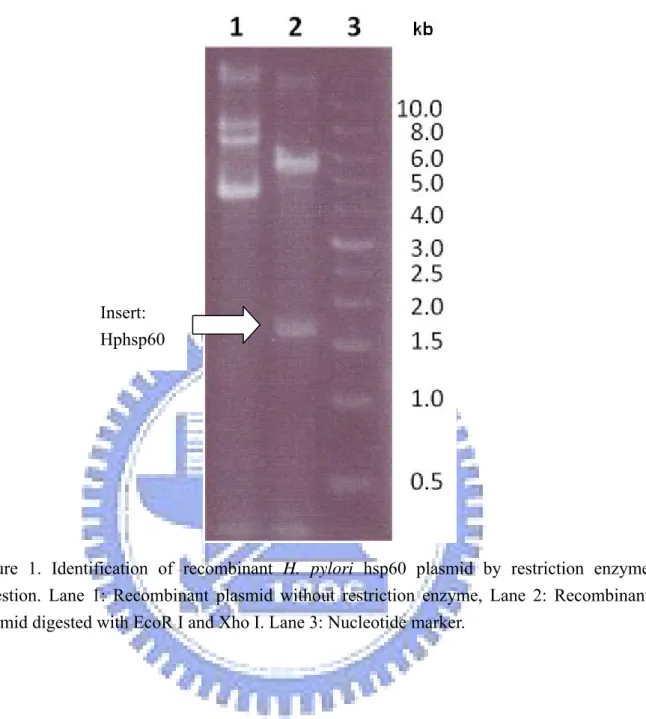 Figure 1. Identification of recombinant H. pylori hsp60 plasmid by restriction enzyme  digestion