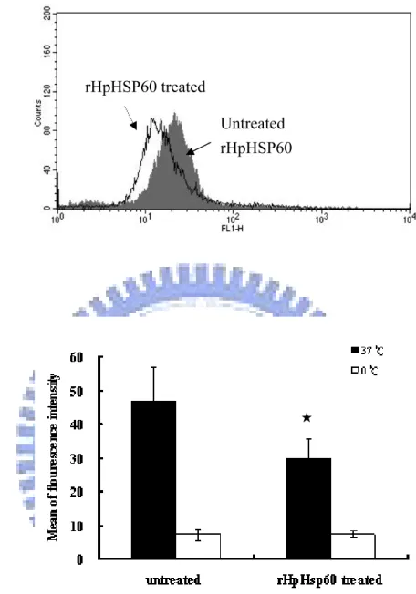 Figure 7. Endocytotic ability of THP-1 cells treated with rHpHSP60. THP-1 cells were  cultured with or without rHpHSP60 for 16 h
