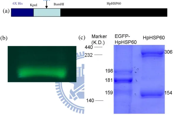 Figure  4  Electrophoresis  profile  of  EGFP-HpHSP60.  (a)  Enhance  green  fluorescence  protein  (EGFP)  was  fused  at  KpnI  and  BamHI  restriction  sites  on  pET30-HpHSP60