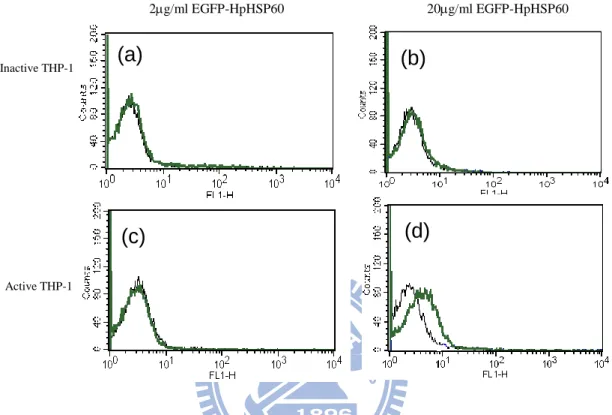 Figure  6  EGFP  interrupted  LPS-activated  THP-1  cells  to  bind  to  HpHSP60. (a) inactive THP-1 cells, (c) active THP-1 cells (1x10 6 ) were  incubated  with  2  mg/ml  EGFP-HpHSP60  in  500  l