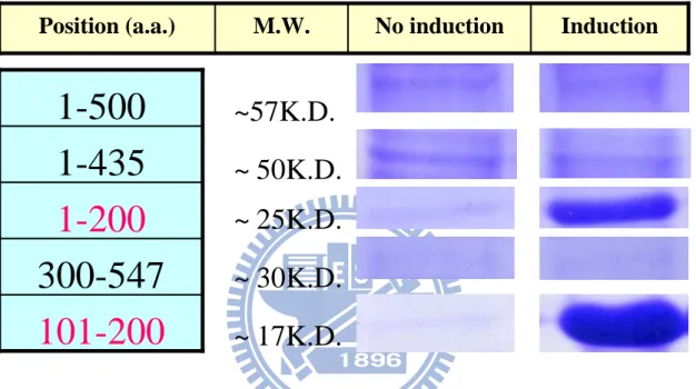 Figure 8 The protein expressions of the different fragments. Different  fragments  were  constructed  by  Directional  TOPO  Expression  Kit  (invitrogen)