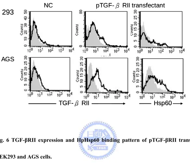 Fig. 6 TGF-βRII expression and HpHsp60 binding pattern of pTGF-βRII transfected  HEK293 and AGS cells