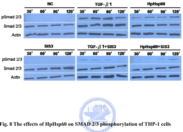 Fig. 8 The effects of HpHsp60 on SMAD 2/3 phosphorylation of THP-1 cells 