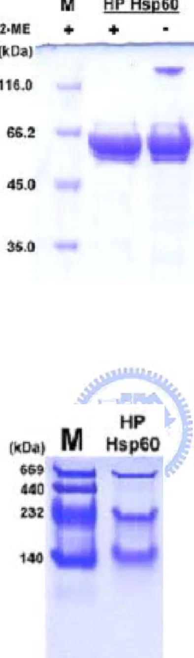 Fig. 2 Electrophoresis profile of HpHsp60. (a) Reducing and non-reducing (w/o 2-Me) 