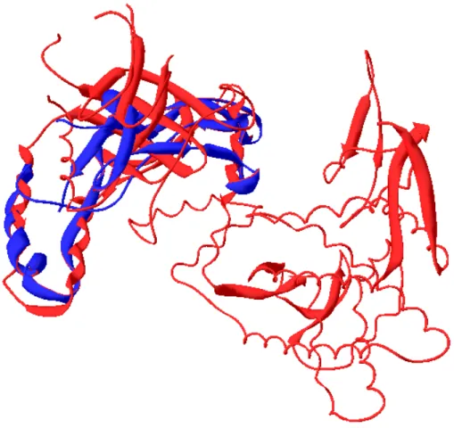 Fig. 3 Structural alignment of HpHsp60 and human TGF-β1 