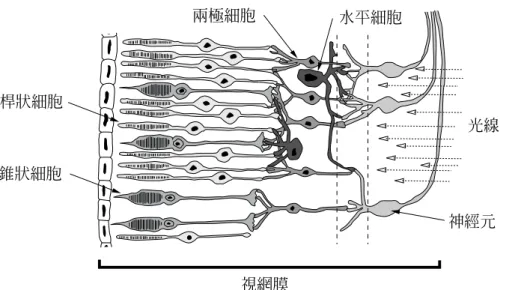 圖 2- 2    視網膜內部細胞（改自 Rookes &amp; Willson, 2003） 