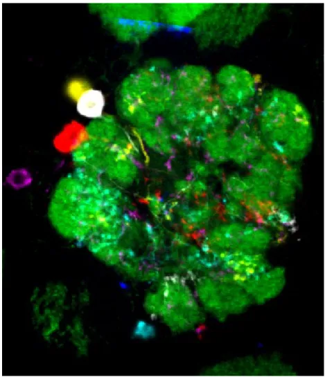 Figure 7. Six local neurons are warped into a target antenna lobe.  3.  Conclusion and Discussion 