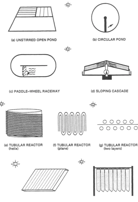 Figure 1-1. Typical examples of different algal mass culture systems used in the  aquaculture and biotechnology industries
