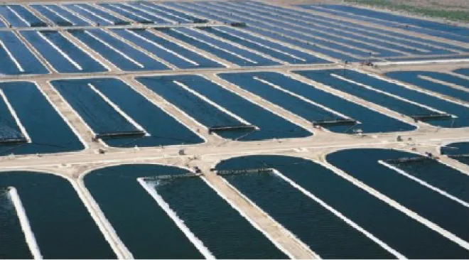 Figure 1-2. Typical open pond production site using a raceway arrangement. (In Israel) 