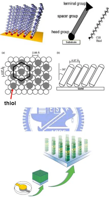 Figure 4-1. Schematic representation of a tightly packed alkanethiol monolayer by SAM