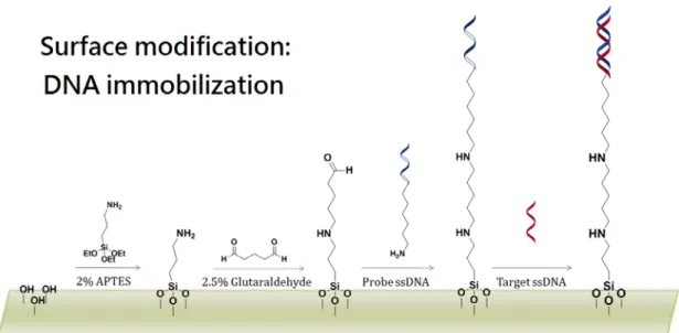 Figure 6    DNA immobilization process in microfluidic system 