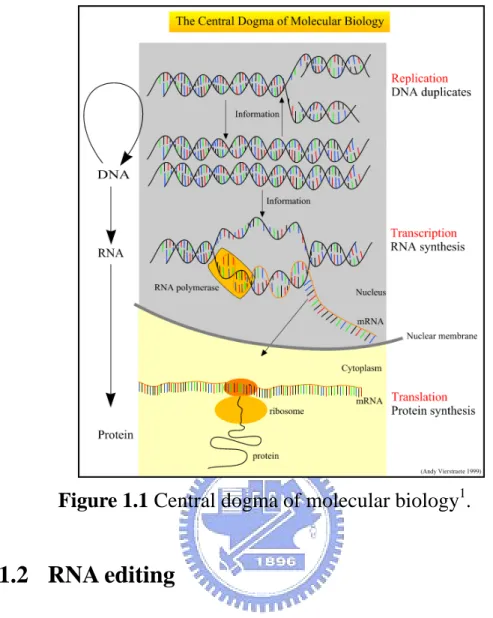 Figure 1.1 Central dogma of molecular biology 1 . 