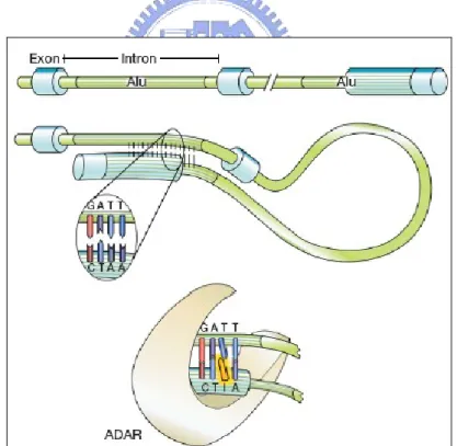 Figure 1.3 In this figure, pre-mRNA containing Alu repeat form dsRNA  structure. And ADAR binding on dsRNA region edits some of the 