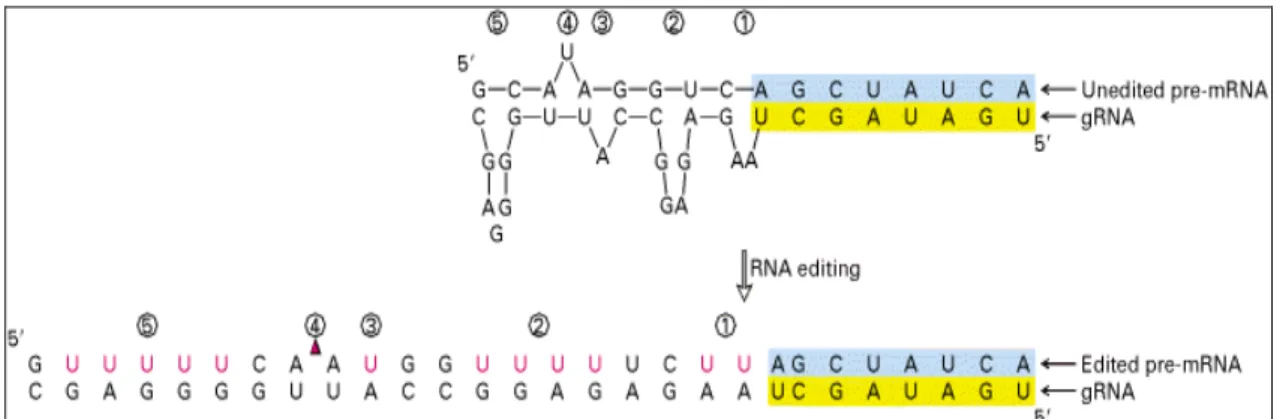 Figure 1.5 The instance of insertion/deletion editing. 