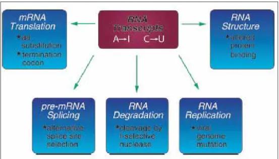 Figure 1.6 The influence of RNA editing. 