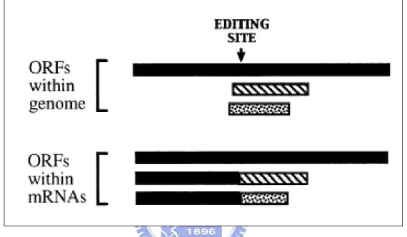 Figure 1.8 Insertion/deletion editing causes ORFs changing. Then, ORFs  variation leads to translate different protein