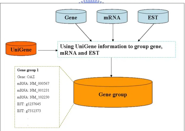 Figure 3.2 Clustering gene, mRNA and EST by UniGene information.  After getting each gene group, we perform the alignment of each  gene group to predict RNA editing site