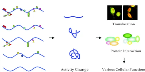 Figure 1 a  Schematic representation of protein modifications related to the  regulation of biological processes