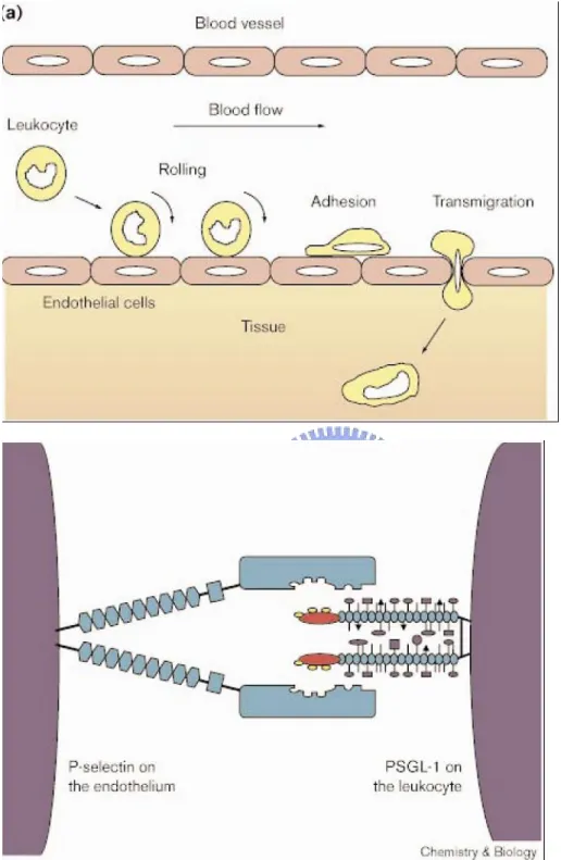 Figure 5  a . Tyrosine sulfation plays an important role in the immune response. 