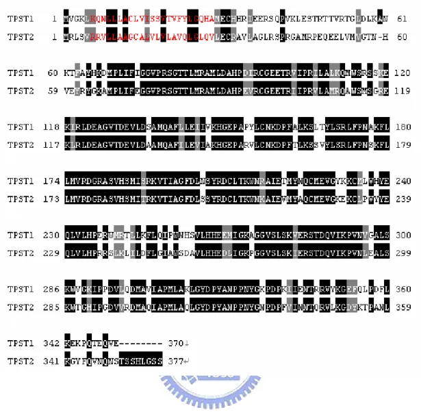 Figure 8. Sequence alignment and transmembrane domain analysis of tyrosyl  protein sulfotransferase