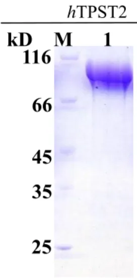 Figure 9. Prokaryotic expression and purification of human hTPST2.  The  prokaryotic expression of human TPST2 was optimized to reach the maximal soluble  amount and purified to near homogeneity